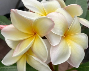 Edi Moragne Plumeria (Rooted Plant)