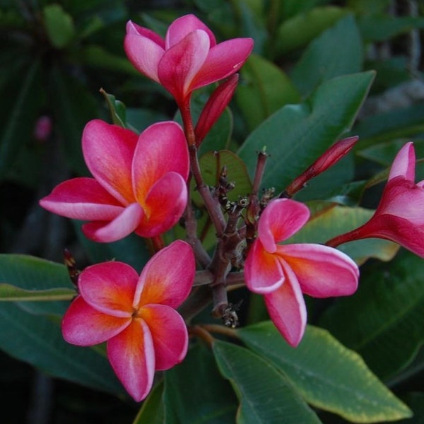 Dolly Plumeria (Rooted Plant)