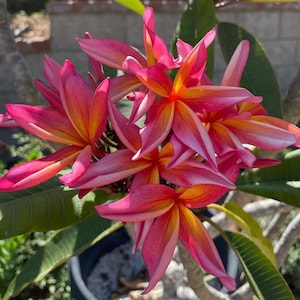 Kauka Wilder Plumeria (Unrooted Cutting)