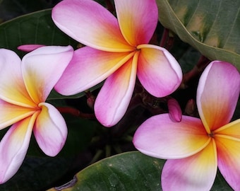 Tahitian Sunset Plumeria (rooted Plant) - Etsy