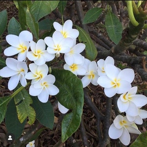 King Kalakaua Plumeria ( Rooted Plant )