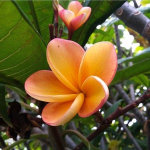 Kimo Plumeria (Unrooted Cutting)