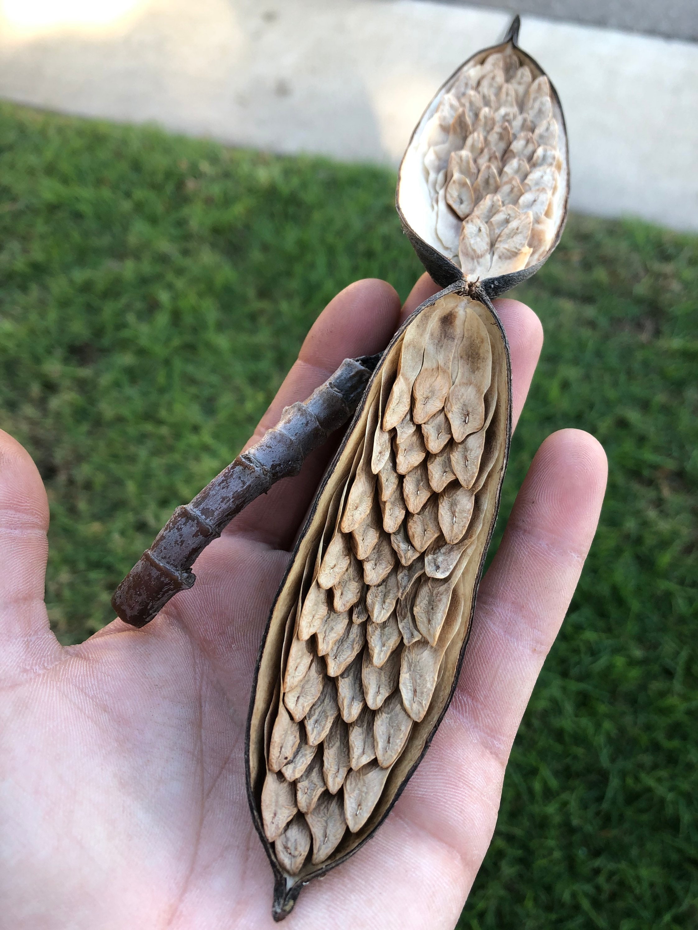 プルメリアの種 10粒「ミックスバラエティ」 - Etsy 日本