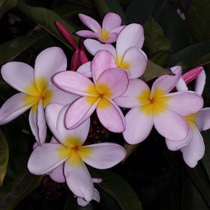 Tillie Hughes Plumeria (Rooted Plant)