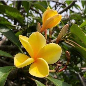 Nebels Gold Plumeria (Rooted Plant)