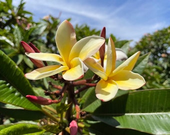 Tahitian Sunset Plumeria (rooted Plant) - Etsy
