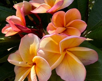 Moragne K.K Plumeria (rooted Plant) - Etsy