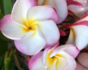 Nakamoto’s Bouquet Plumeria (Unrooted Cutting)