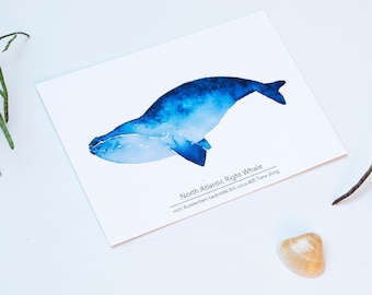 Postcard "North Atlantic Right Whale" . Wal. Extinction. Sea. Save the Ocean . Protect what you love . Watercolors whale .