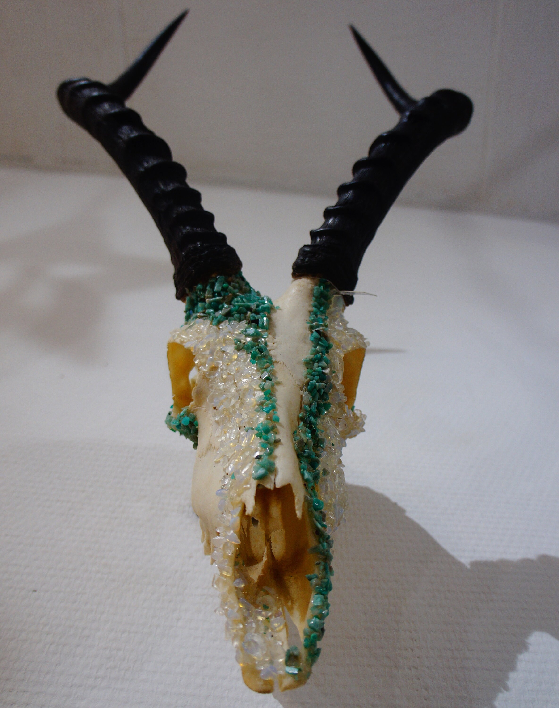 Crâne Impala d'afrique avec Amazonite et Opaline