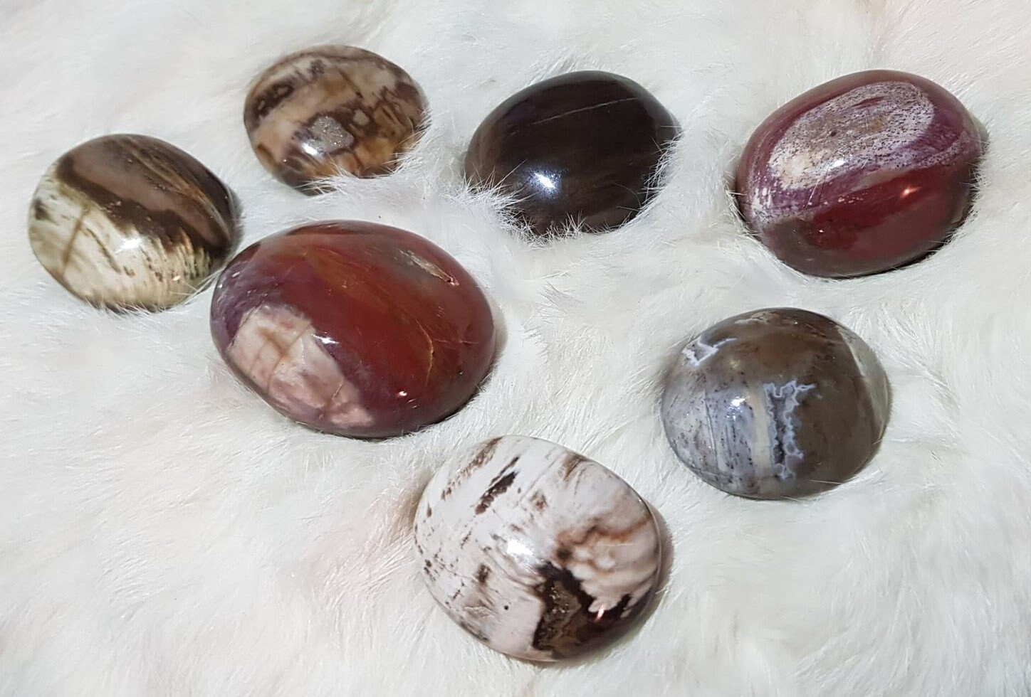 Galet de Bois Fossilisé