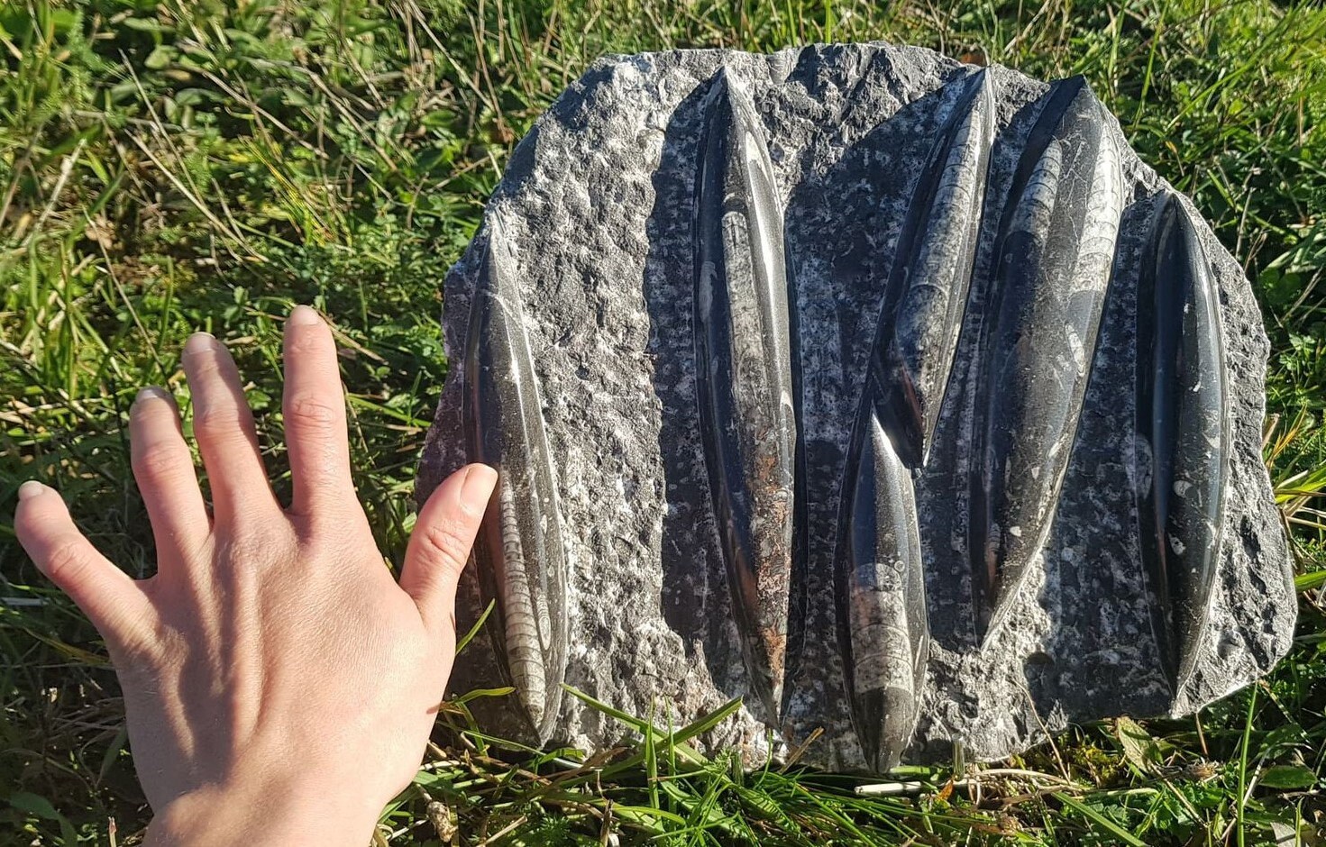 6 Orthoceras sur Matrice