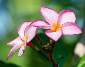 TROPICAL PLUMERIA CUTTINGS New Housewarming Gifts Three Color Flower Yellow, Pink, and Pearl (12-36 inches Tall) 2022 Hawaiian Fresh Plants