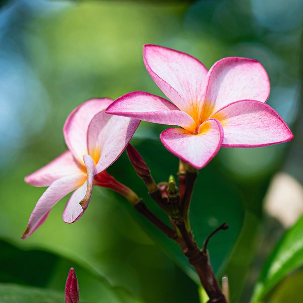 TROPICAL PLUMERIA CUTTINGS New Housewarming Gifts Three Color Flower Yellow, Pink, and Pearl (12-36 inches Tall) 2022 Hawaiian Fresh Plants