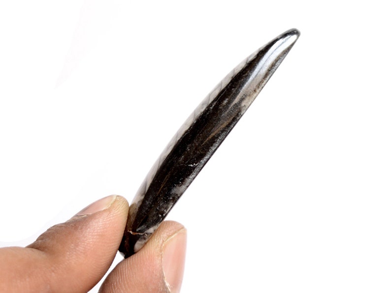 Natural Orthoceras Pear Shape Cabochon Loose Gemstone 74Cts 60x19mm #1426