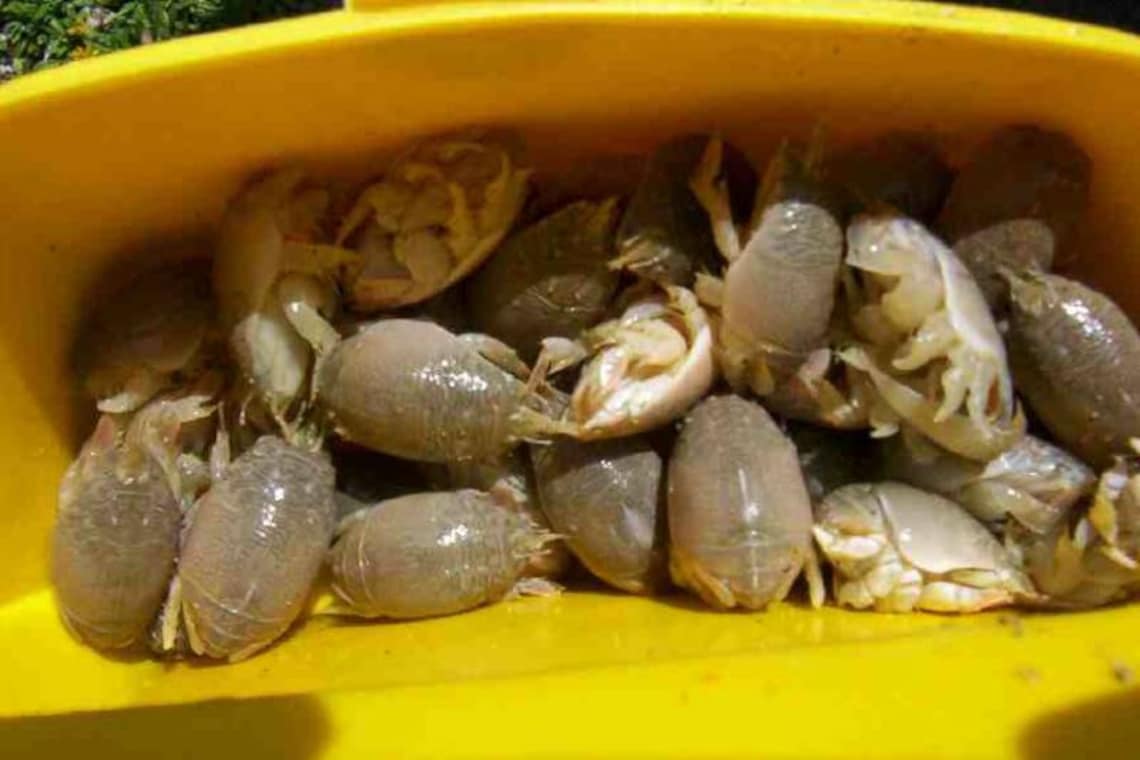 Crab N' Go Sand Crab/flea Catcher for Surf Fishing Etsy