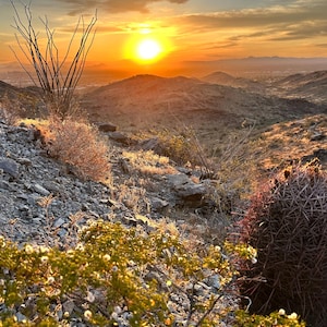 Sonnenaufgang in der Wüste mit Ocotillo und Kreosot