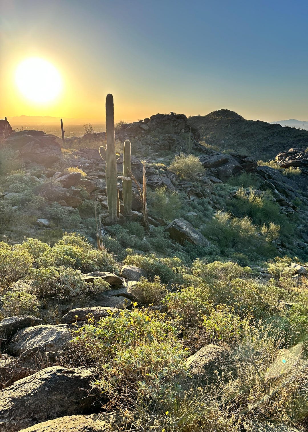 Springtime in the Desert - Etsy