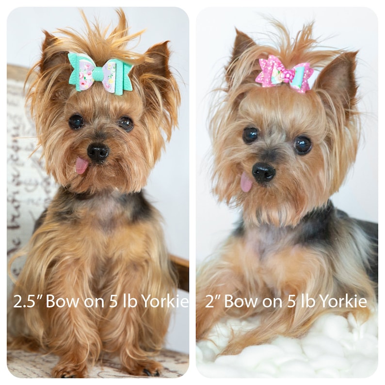 K&ouml;nnte beinhalten: Zwei Yorkshire Terrier, beide mit herausgestreckter Zunge, tragen unterschiedlich gro&szlig;e Haarb&auml;nder. Der Yorkshire Terrier links tr&auml;gt ein 2,5 Zoll gro&szlig;es Band mit einem floralen Design in Mintgr&uuml;n. Der Yorkshire Terrier rechts tr&auml;gt ein 2 Zoll gro&szlig;es Band mit einem rosa-wei&szlig;en Blumenmuster. Beide Hunde sitzen auf einer wei&szlig;en Oberfl&auml;che. 2,5" Bow on 5 lb Yorkie 2" Bow on 5 lb Yorkie