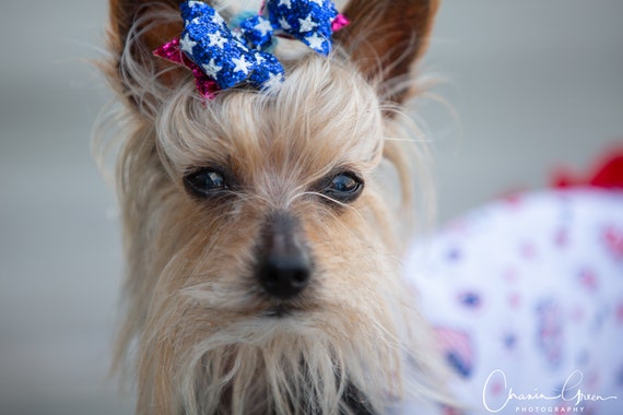 Dog Hair Bows Red White And Blue Dog Bow Maltese Yorkie Shih Etsy