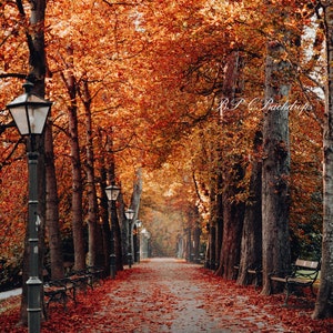 Autumn/Fall backdrop / Digital background / Autumn colors / Path / Falling leaves