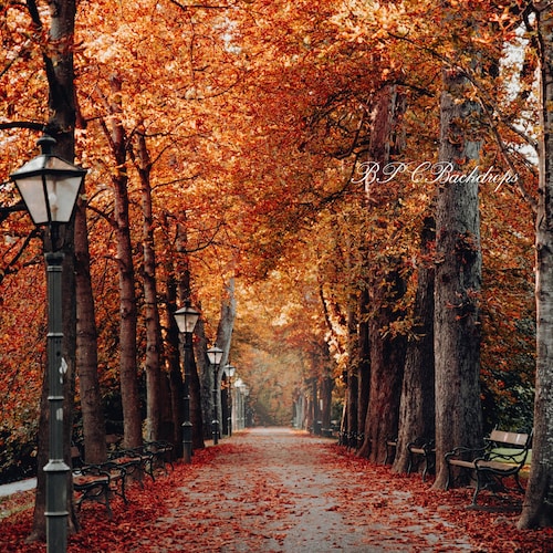 Digital Fall Background - Etsy