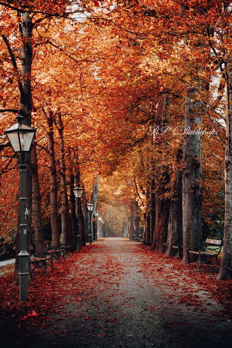 Autumn/fall Backdrop / Digital Background / Autumn Colors / - Etsy