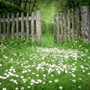 Spring Digital Background, Flower digital backdrop, Fence, Daisies, Garden backdrop