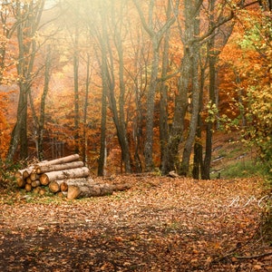 Autumn digital backdrop, Fall digital background, Forest, Light, Woods, Logs