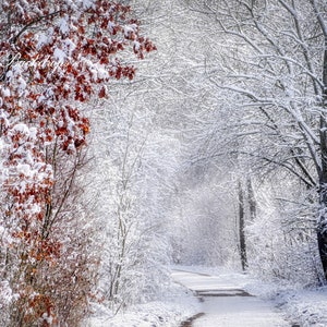 Winter Wonderland Backdrop, Portrait, Winter Christmas Photography Backdrop, Winter Background, Snow Backdrop, Fir Tree, Digital Download