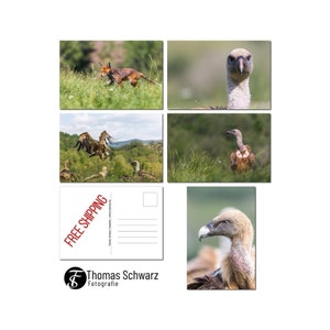 Ensemble de cartes postales, quatre vautours et un renard, cinq cartes postales photo, photographie numérique, photographie animalière, carte postale, photographie, ThomasSchwarzFoto
