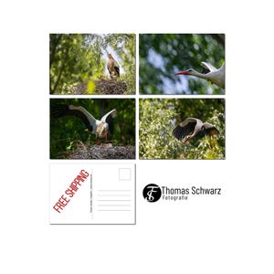 Postcard set, four stork motifs, four photo postcards, digital photography, animal photography, photography, ThomasSchwarzFoto