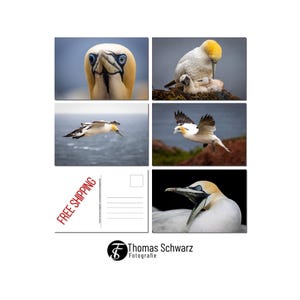 Ensemble de cartes postales, cinq motifs de fous de Bassan, cinq cartes postales photo, photographie numérique, photographie animalière, photographie, ThomasSchwarzFoto