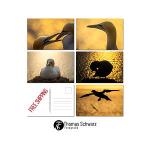 Ensemble de cartes postales, cinq fous de Bassan au coucher du soleil, cinq cartes postales photo, photographie numérique, photographie animalière, photographie, ThomasSchwarzFoto