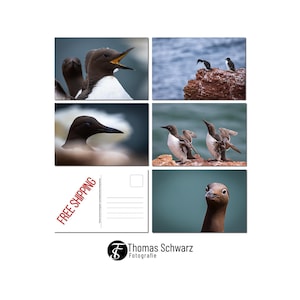 Coffret de cartes postales, cinq motifs de guillemots, cinq cartes postales photo, photographie numérique, photographie animalière, photographie, ThomasSchwarzFoto