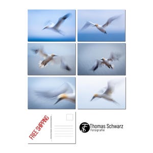 Conjunto de cartões postais, seis motivos de limpeza de gannet, seis cartões postais fotográficos, fotografia digital, cartão postal, fotografia, ThomasSchwarzFoto