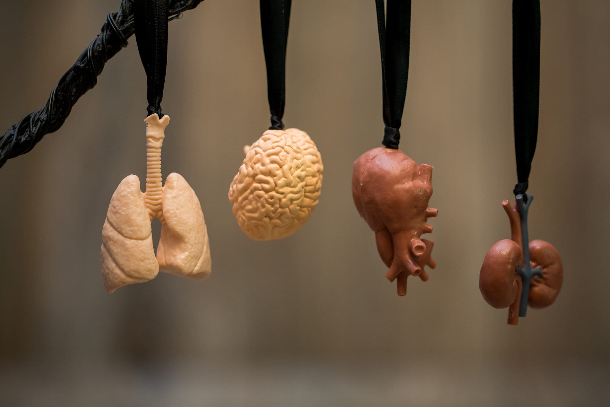 Anatomical Human Organ Ornament: Plastic Toy Replica