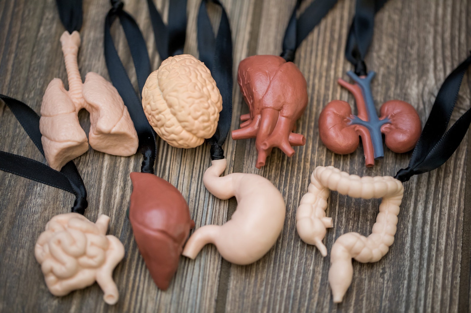 Human Body Parts Ornament Organ Ornament Horror Ornament Etsy UK