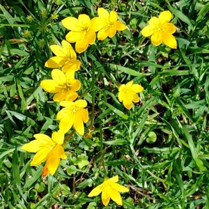 May include: A cluster of bright yellow wildflowers growing in a field of green grass.