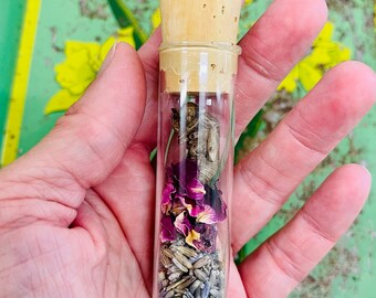 Cicada Terrarium, cicada exoskeleton, cicada molt