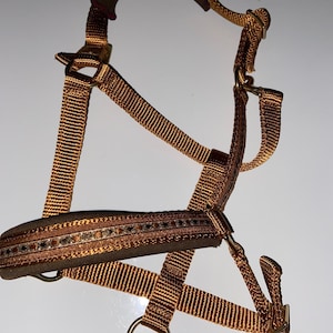 May include: A brown horse halter with a padded noseband and gold hardware. The noseband has a decorative trim of brown and gold ribbon.