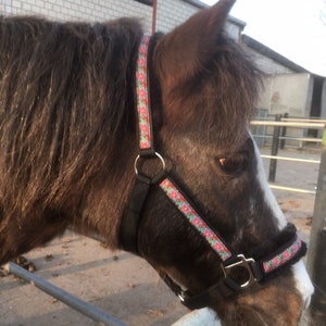 May include: A brown and white horse wearing a black halter with a pink and blue floral pattern.