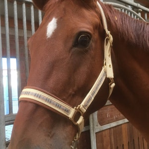 Horse halter halter, British style