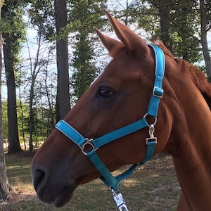 Personalized Horse Halter Halter petrol