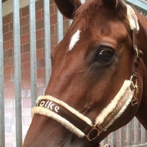 Personalized horse halter halter brown