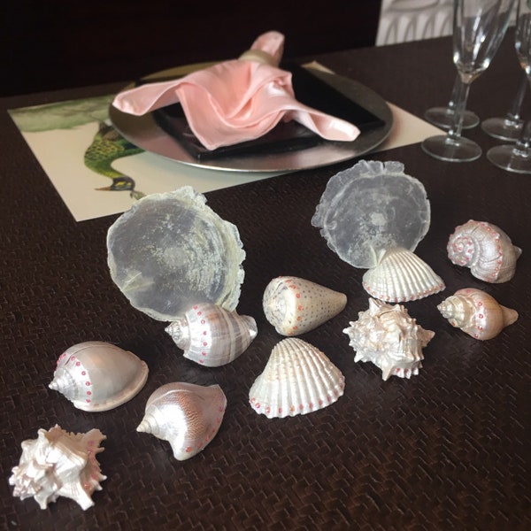 Seashell Card Holder Etsy