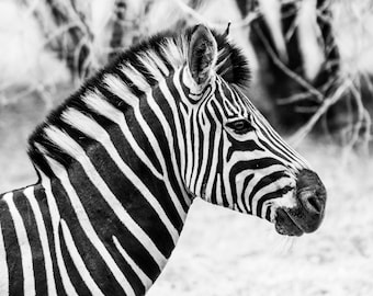 African Zebra photographic Print