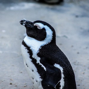 African Jackass Penguin Photographic Print