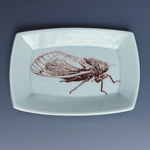 May include: A pale blue, rectangular ceramic dish with rounded corners. The dish has a detailed brown illustration of a cicada insect. The insect is centered on the dish, showing its wings and body.