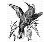 Victorian Hummingbird Clipart | Antique Vintage Bird Hummer Vector Clip Art SVG PNG JPG Printable Download